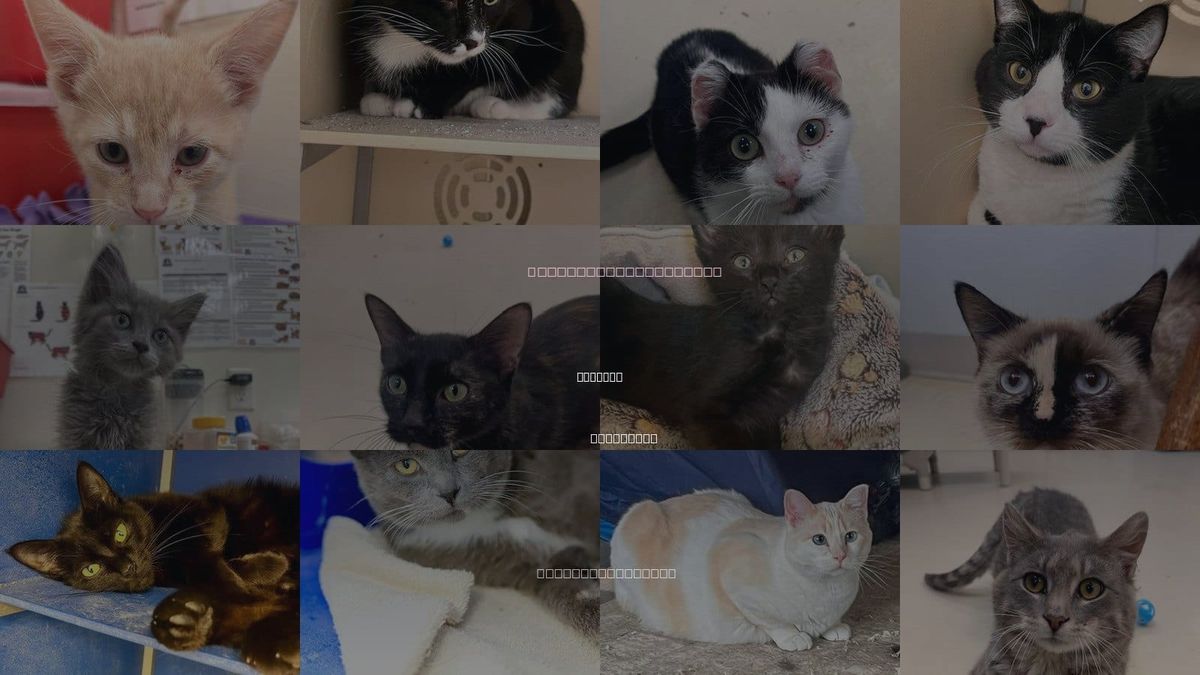 Cats for Adoption in Webster, Wisconsin