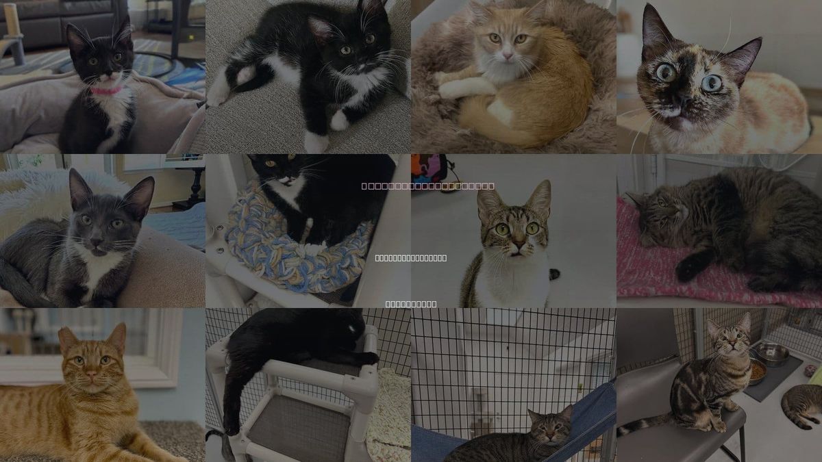 Cats for Adoption in Westlake Village, California