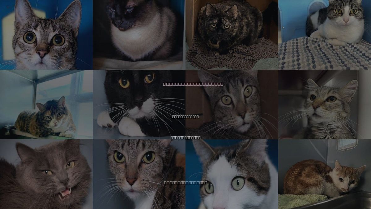 Cats for Adoption in Weymouth Town, Massachusetts