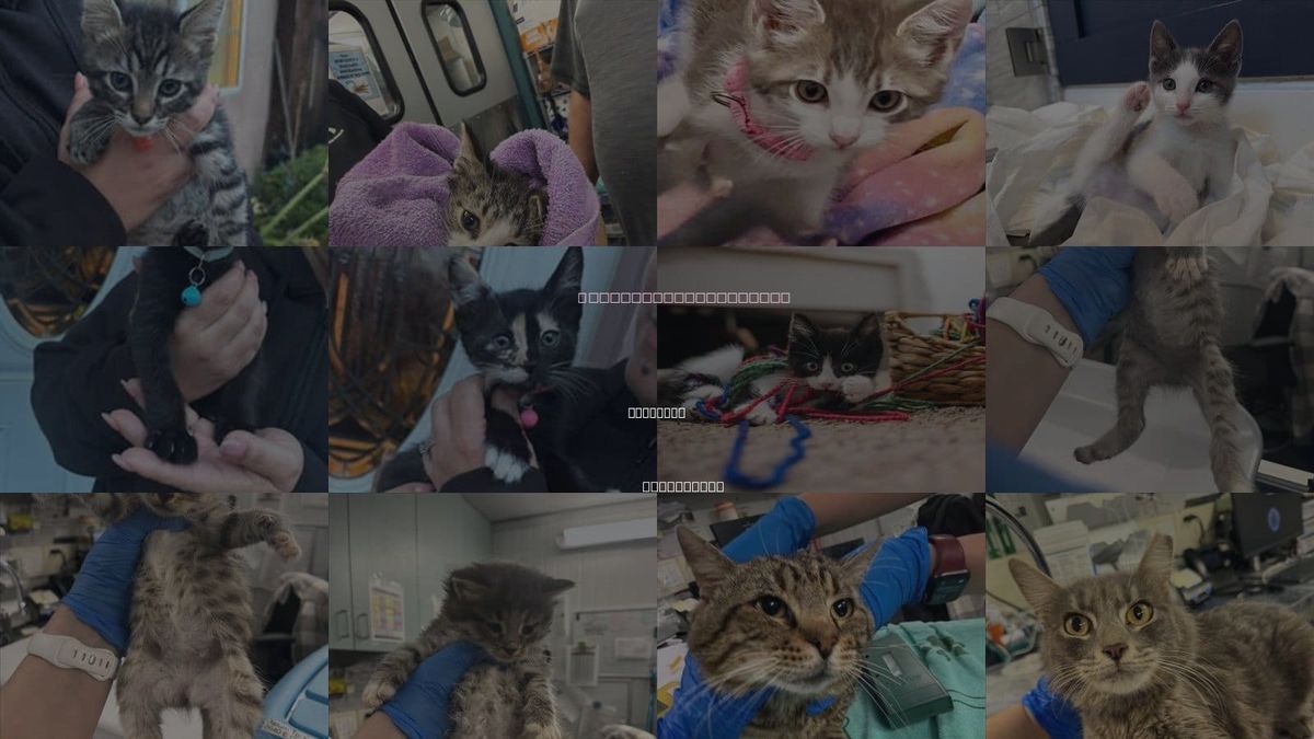 Cats for Adoption in Woodland, California