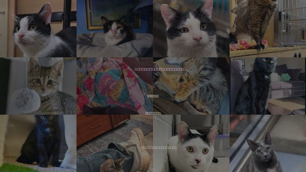 Cats for Adoption in Addison, Illinois