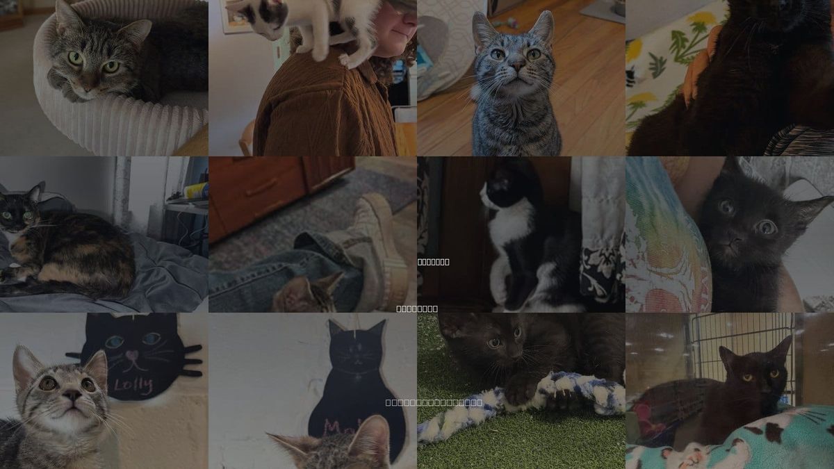 Cats for Adoption in Addison, Illinois