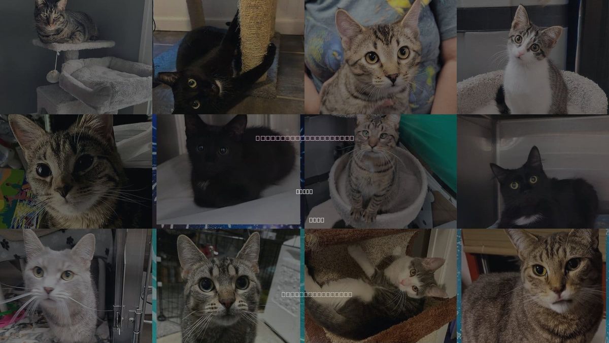 Cats for Adoption in Akron, Ohio