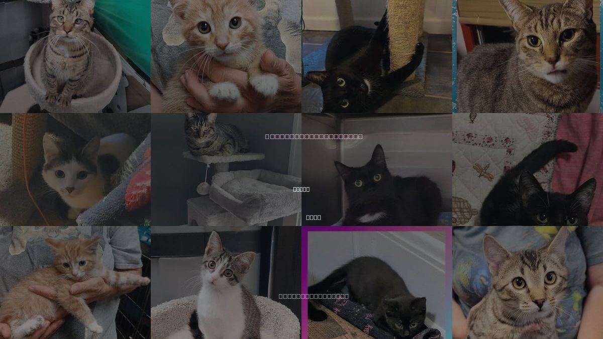 Cats for Adoption in Akron, Ohio