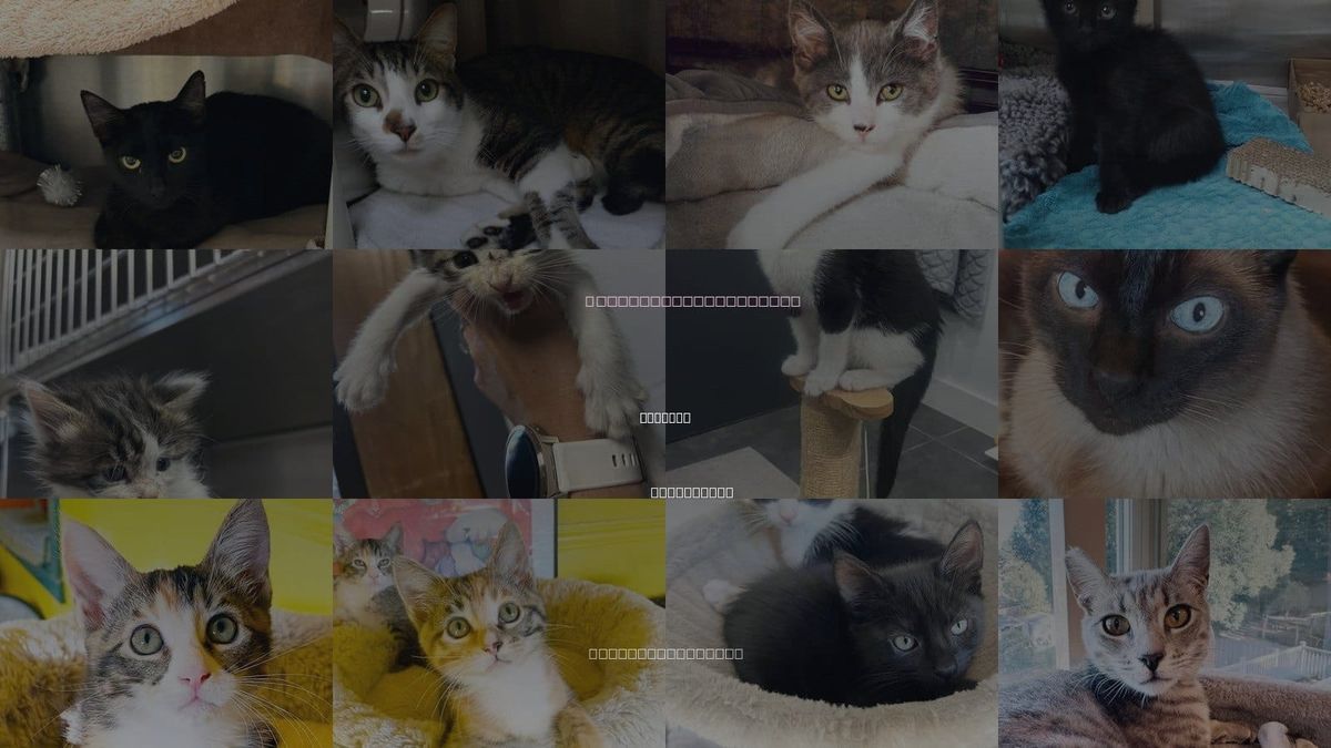 Cats for Adoption in Alameda, California
