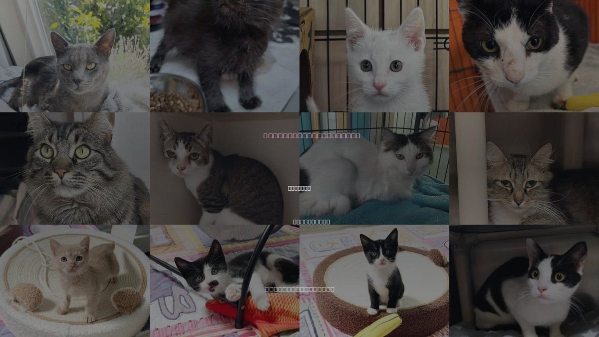 Cats for Adoption in Alameda, California