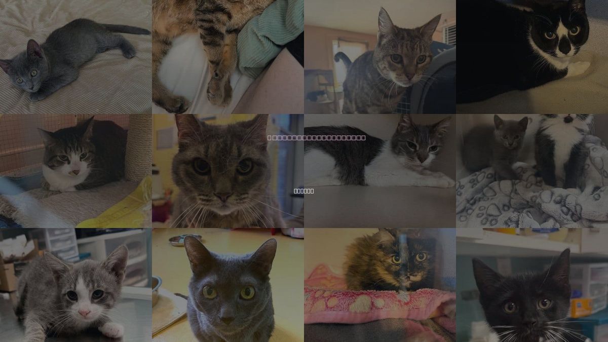 Cats for Adoption in Albany, New York