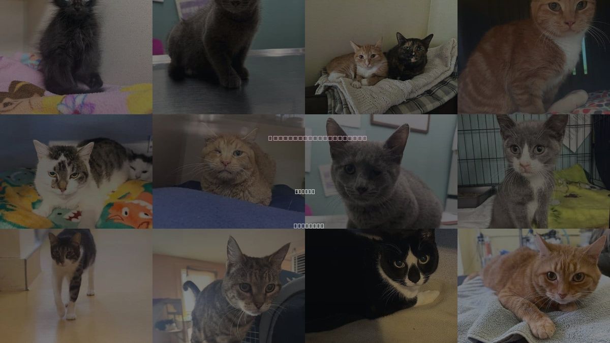 Cats for Adoption in Albany, New York