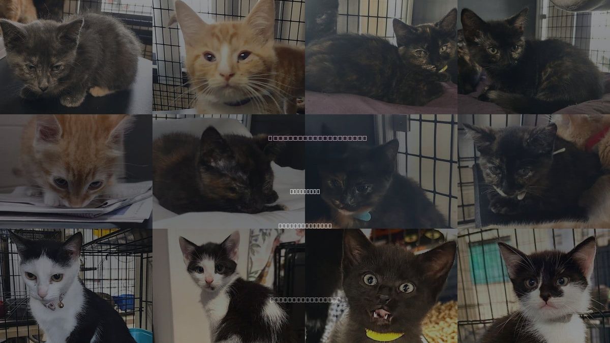 Cats for Adoption in Albemarle, North Carolina