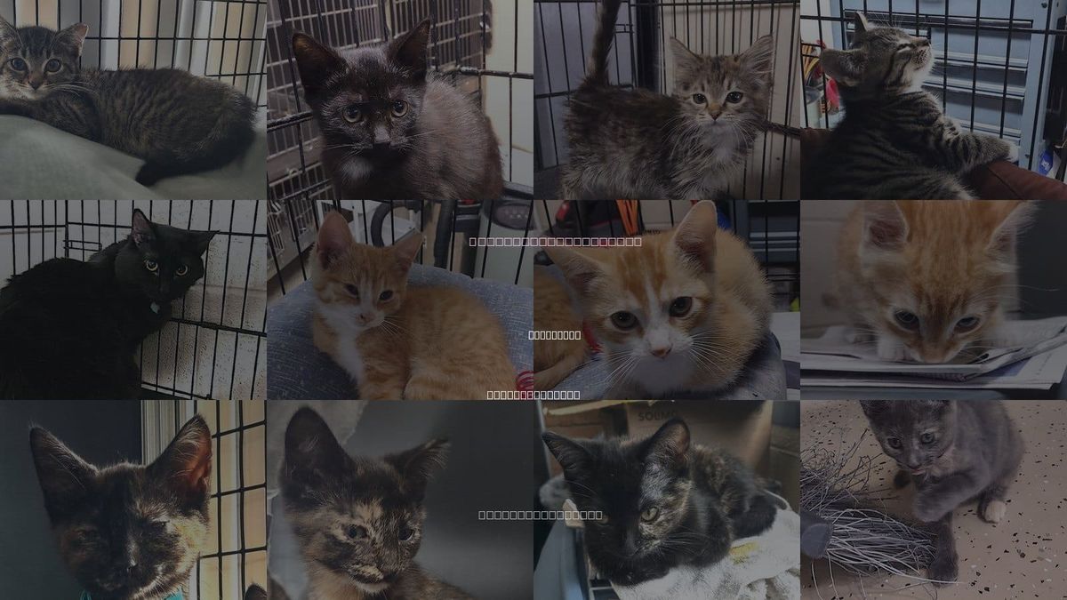 Cats for Adoption in Albemarle, North Carolina