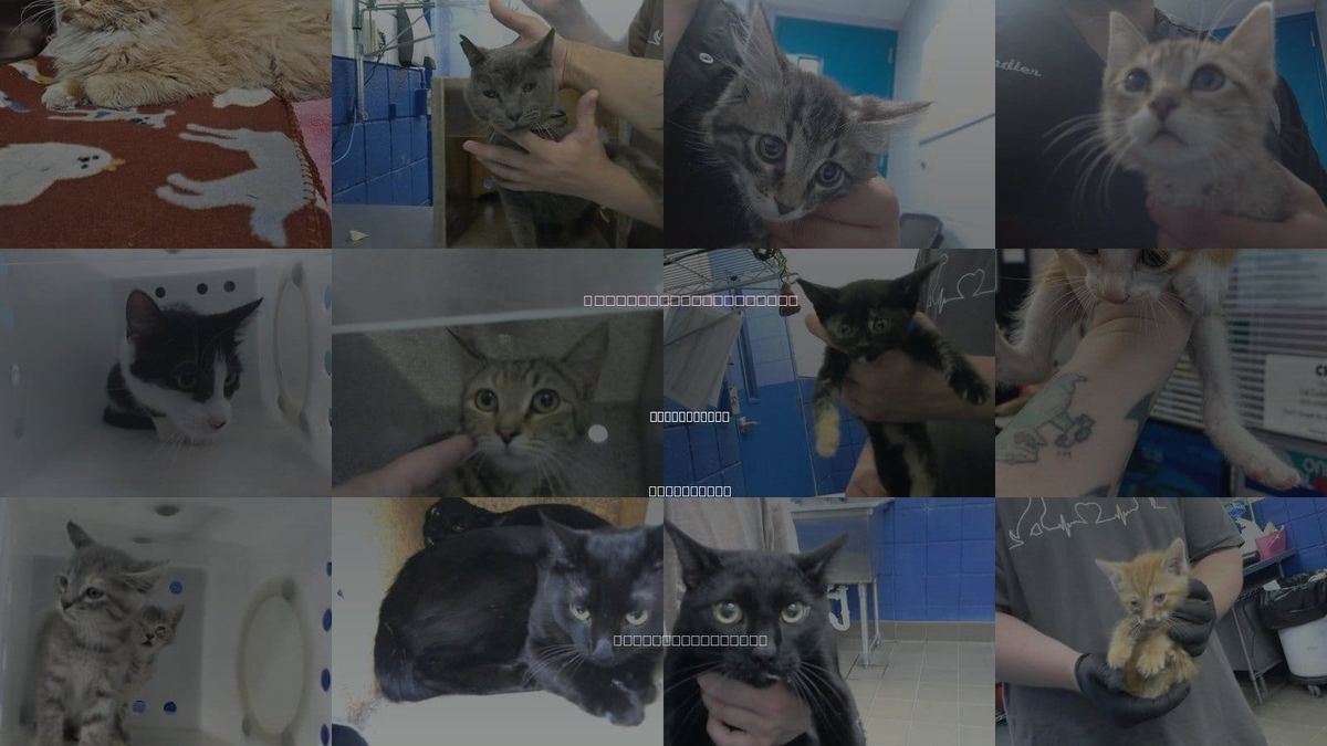 Cats for Adoption in Albuquerque, New Mexico
