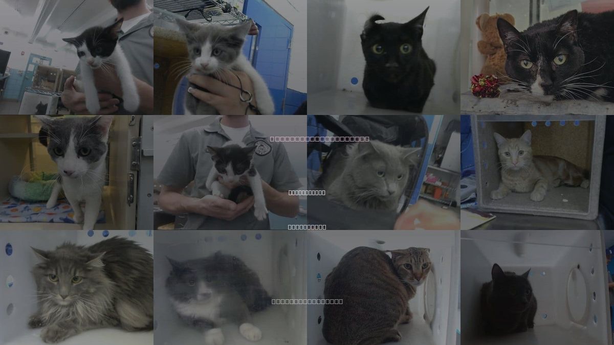 Cats for Adoption in Albuquerque, New Mexico