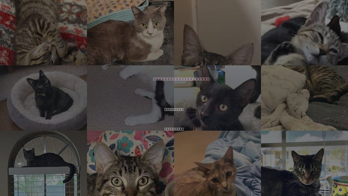 Cats for Adoption in Alexandria, Louisiana