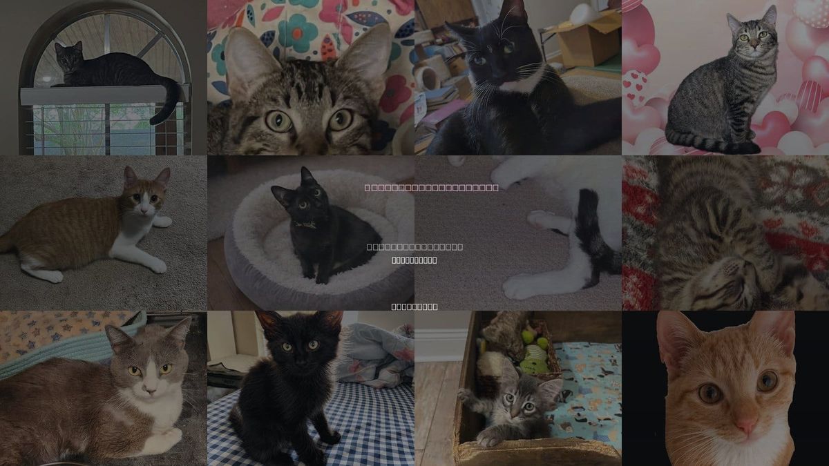 Cats for Adoption in Alexandria, Louisiana