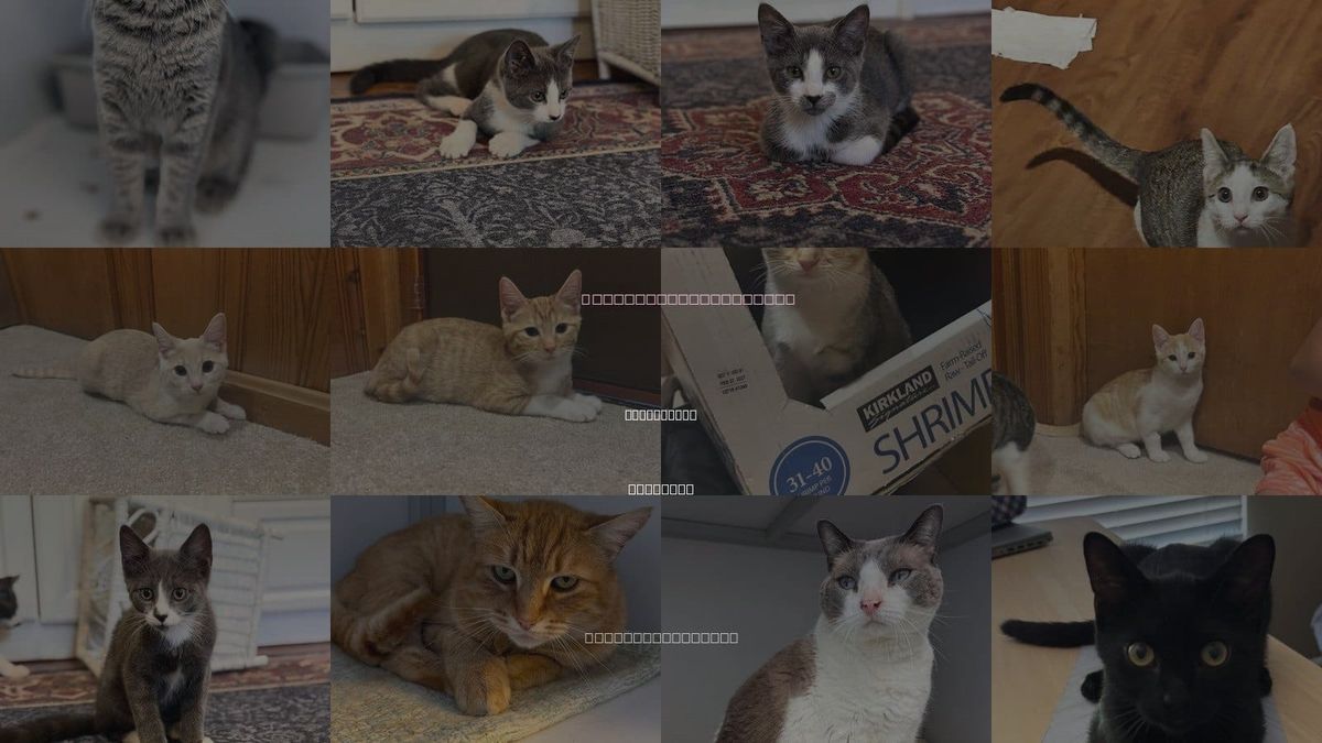 Cats for Adoption in Alexandria, Virginia