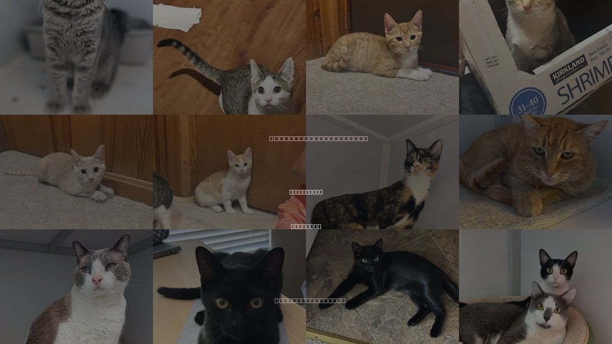 Cats for Adoption in Alexandria, Virginia