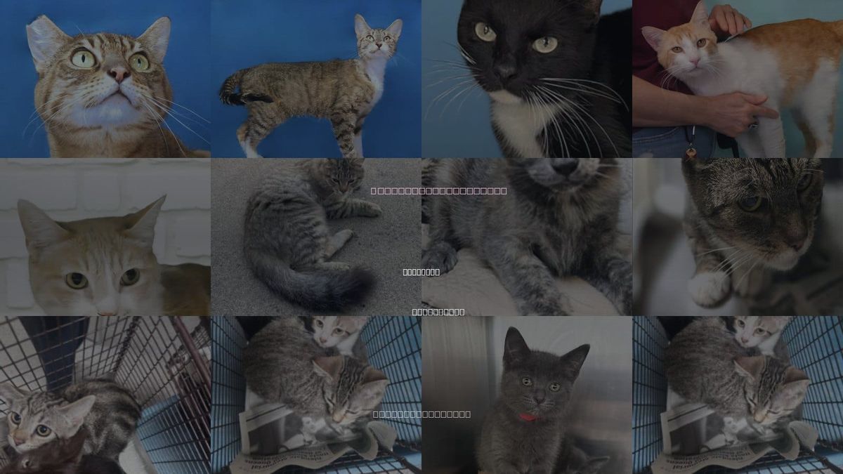Cats for Adoption in Alhambra, California