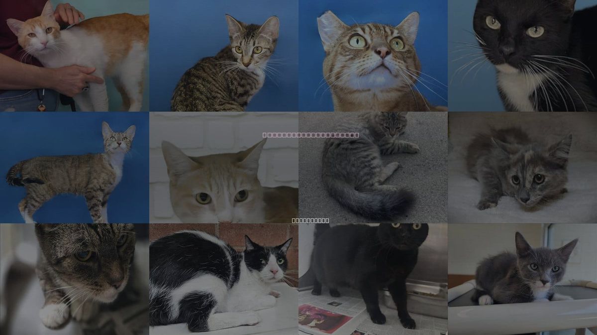 Cats for Adoption in Alhambra, California