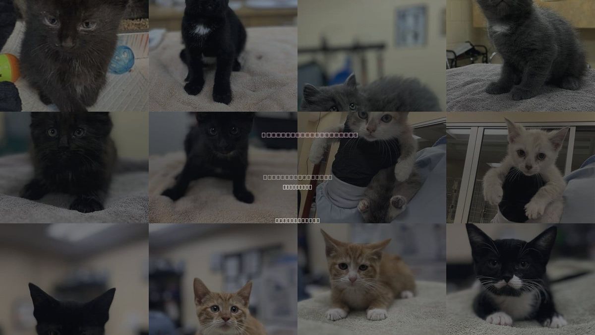 Cats for Adoption in Aliquippa, Pennsylvania