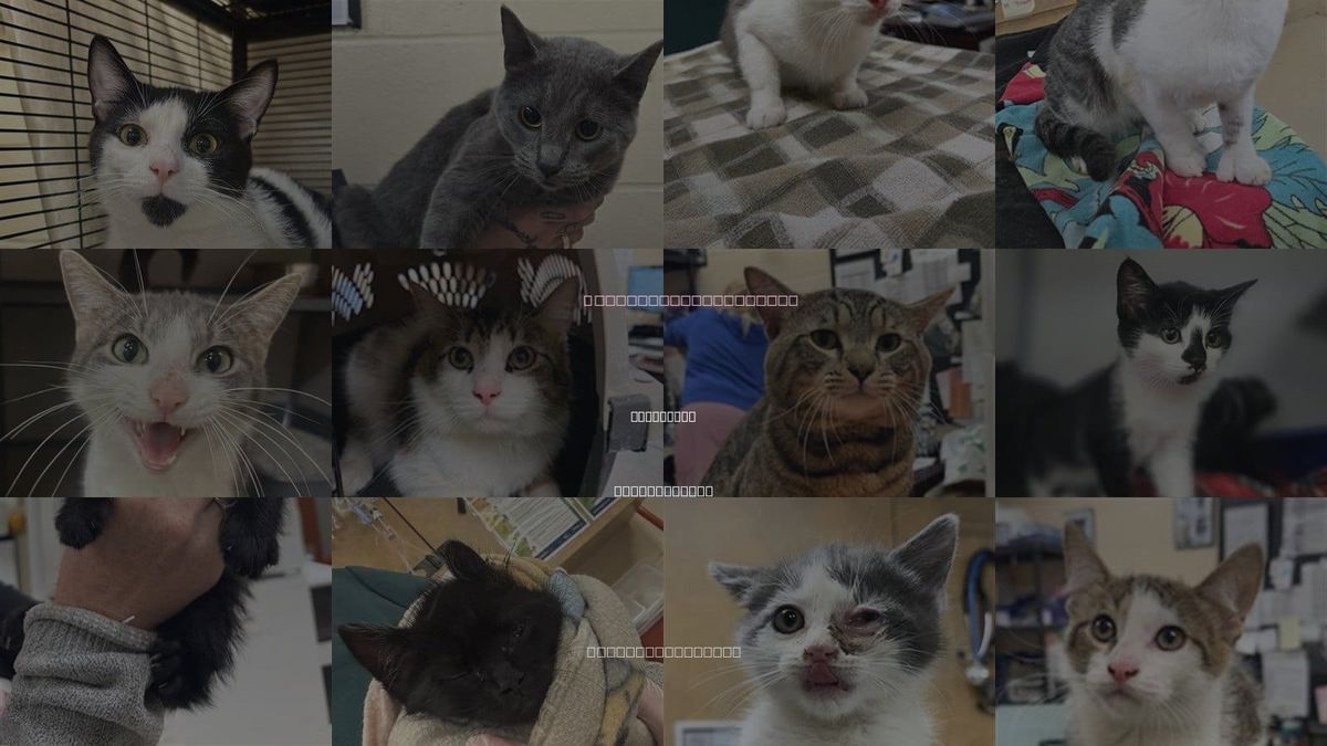 Cats for Adoption in Aliquippa, Pennsylvania