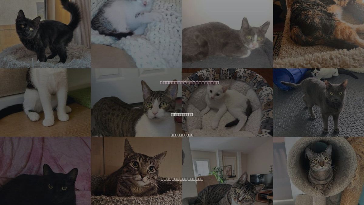 Cats for Adoption in Aliso Viejo, California