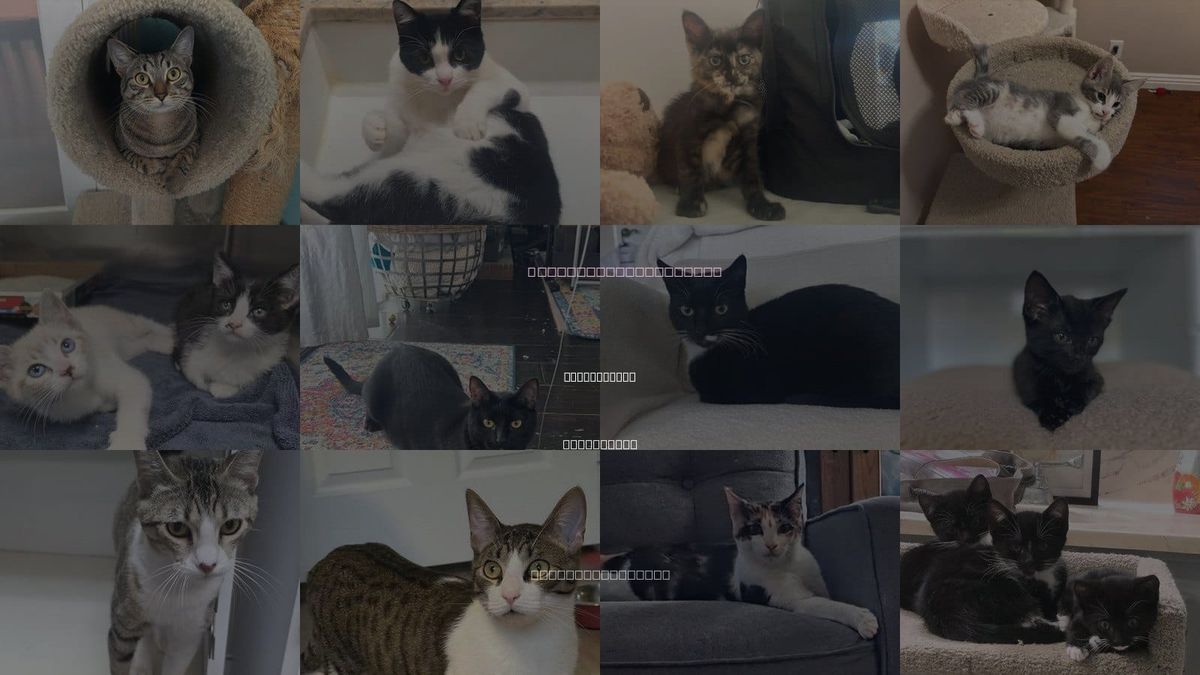 Cats for Adoption in Aliso Viejo, California