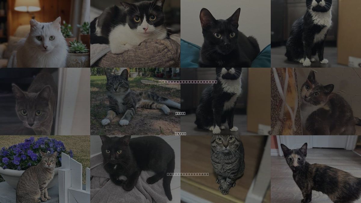 Cats for Adoption in Allen, Texas