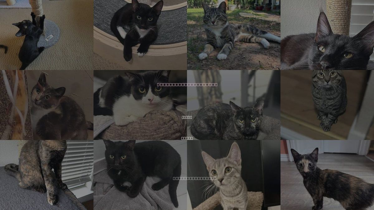Cats for Adoption in Allen, Texas