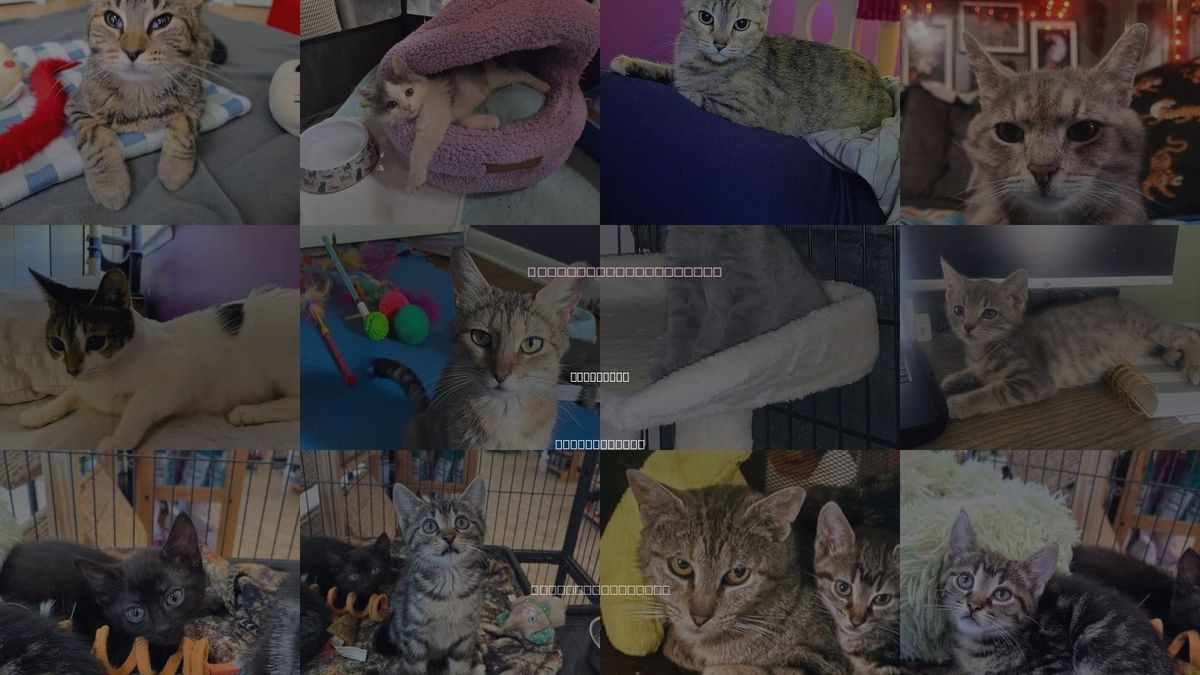 Cats for Adoption in Allentown, Pennsylvania