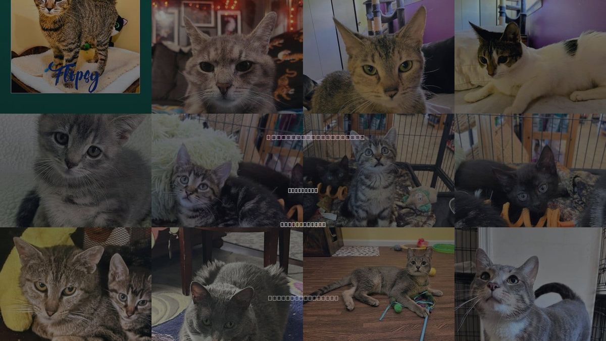 Cats for Adoption in Allentown, Pennsylvania