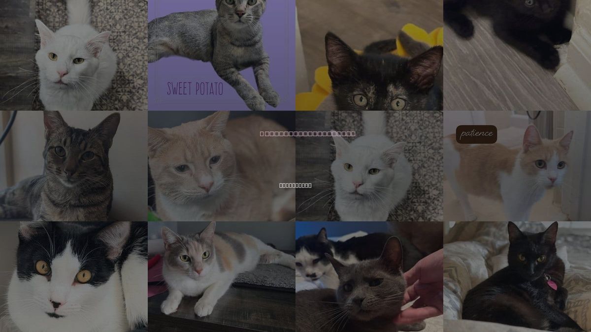 Cats for Adoption in Alpharetta, Georgia