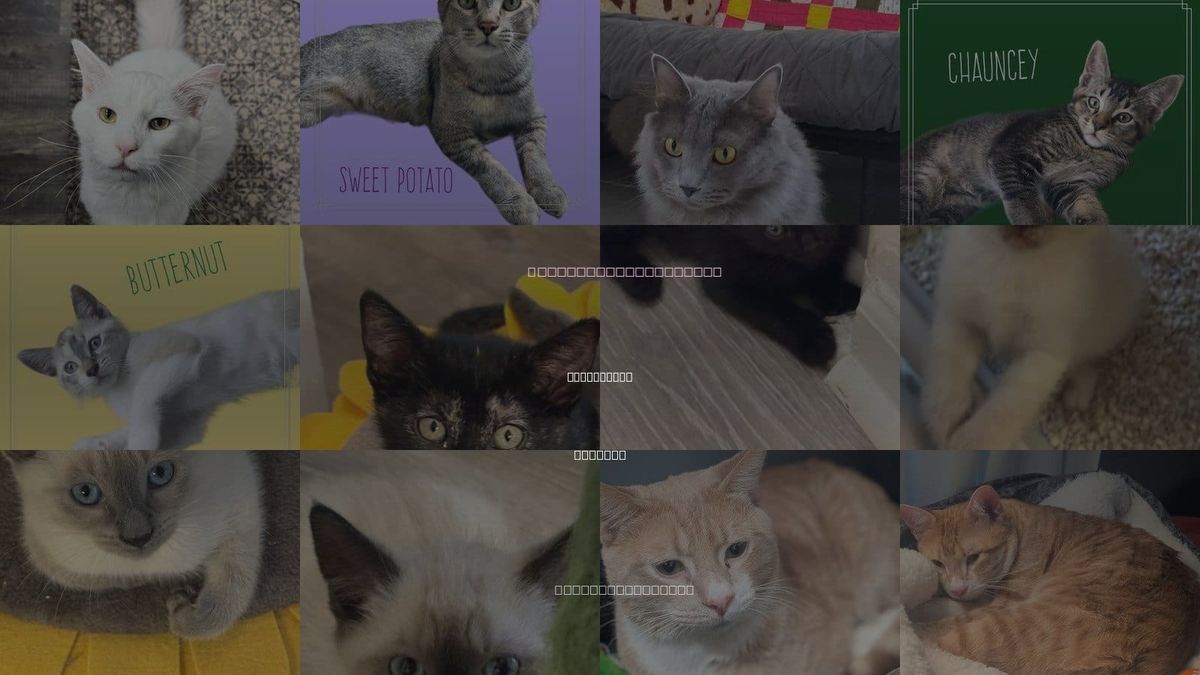 Cats for Adoption in Alpharetta, Georgia