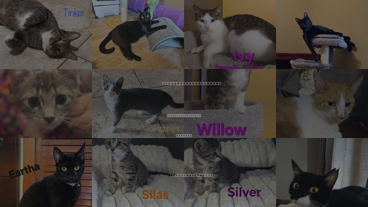 Cats for Adoption in Altamonte Springs, Florida