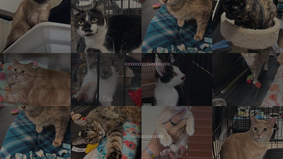 Cats for Adoption in Amarillo, Texas