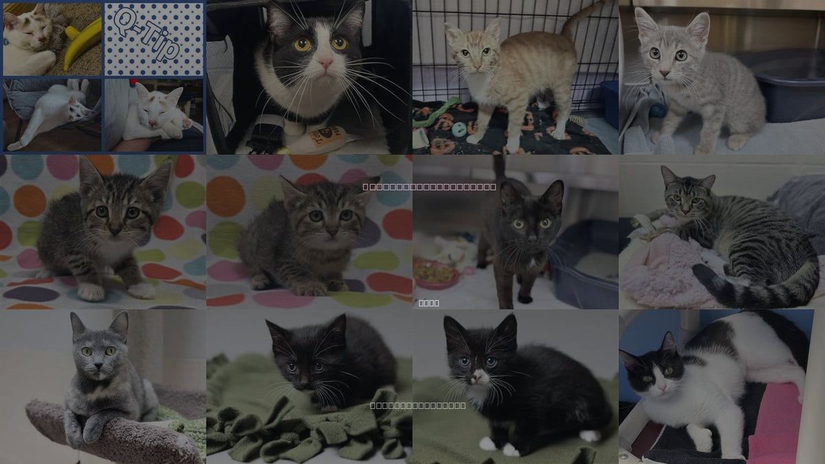 Cats for Adoption in Ames, Iowa