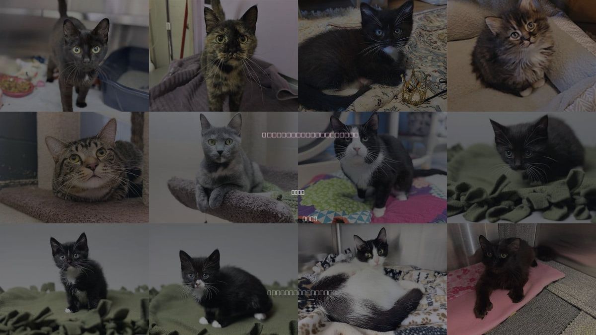 Cats for Adoption in Ames, Iowa