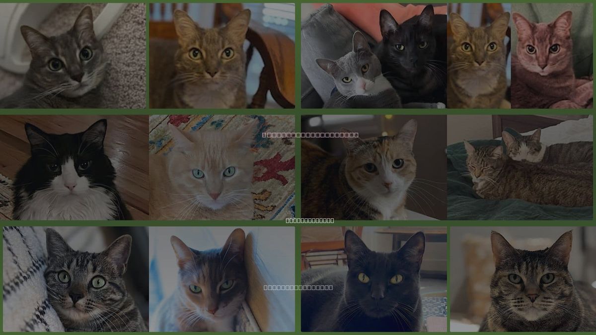 Cats for Adoption in Amherst, Massachusetts