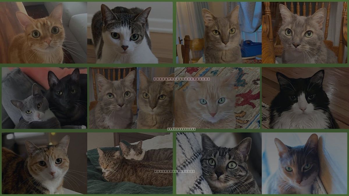 Cats for Adoption in Amherst, Massachusetts
