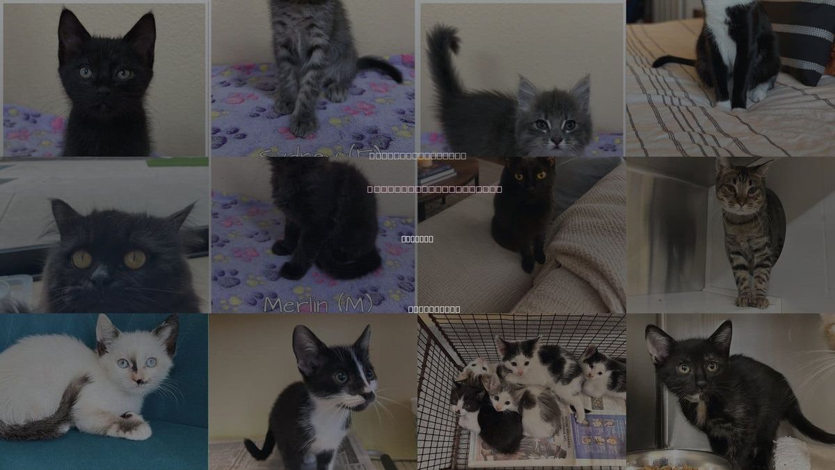 Cats for Adoption in Anaheim, California