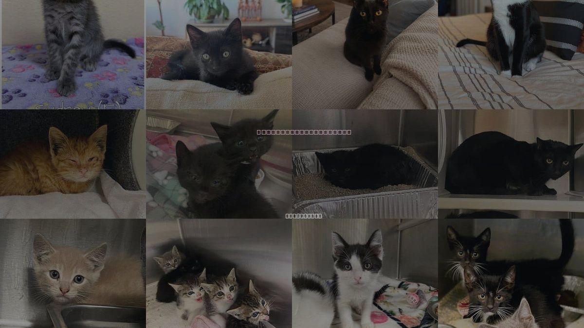 Cats for Adoption in Anaheim, California