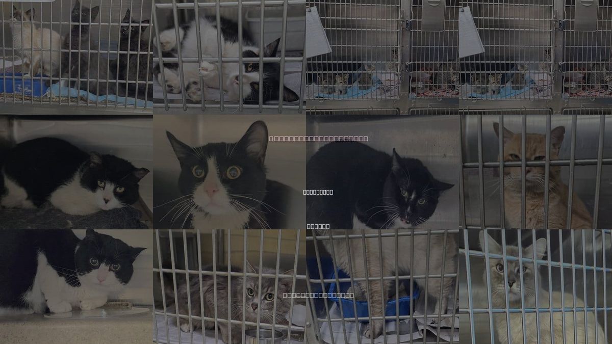 Cats for Adoption in Anchorage, Alaska