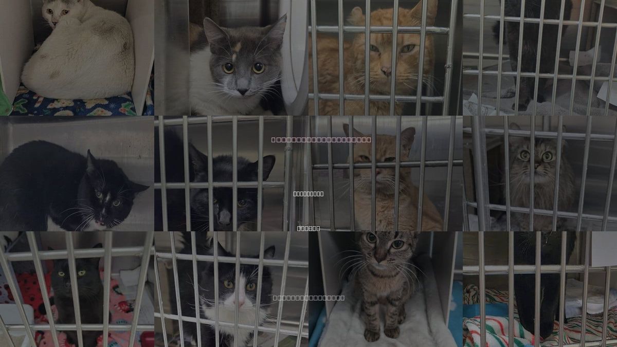 Cats for Adoption in Anchorage, Alaska