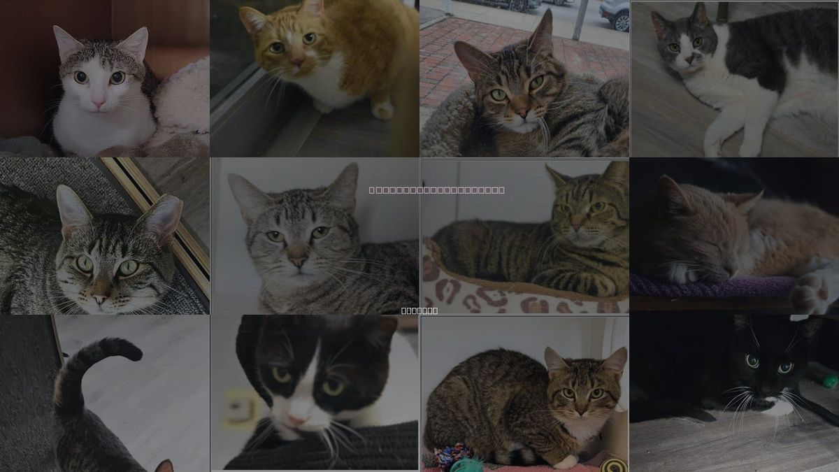 Cats for Adoption in Anderson, Indiana