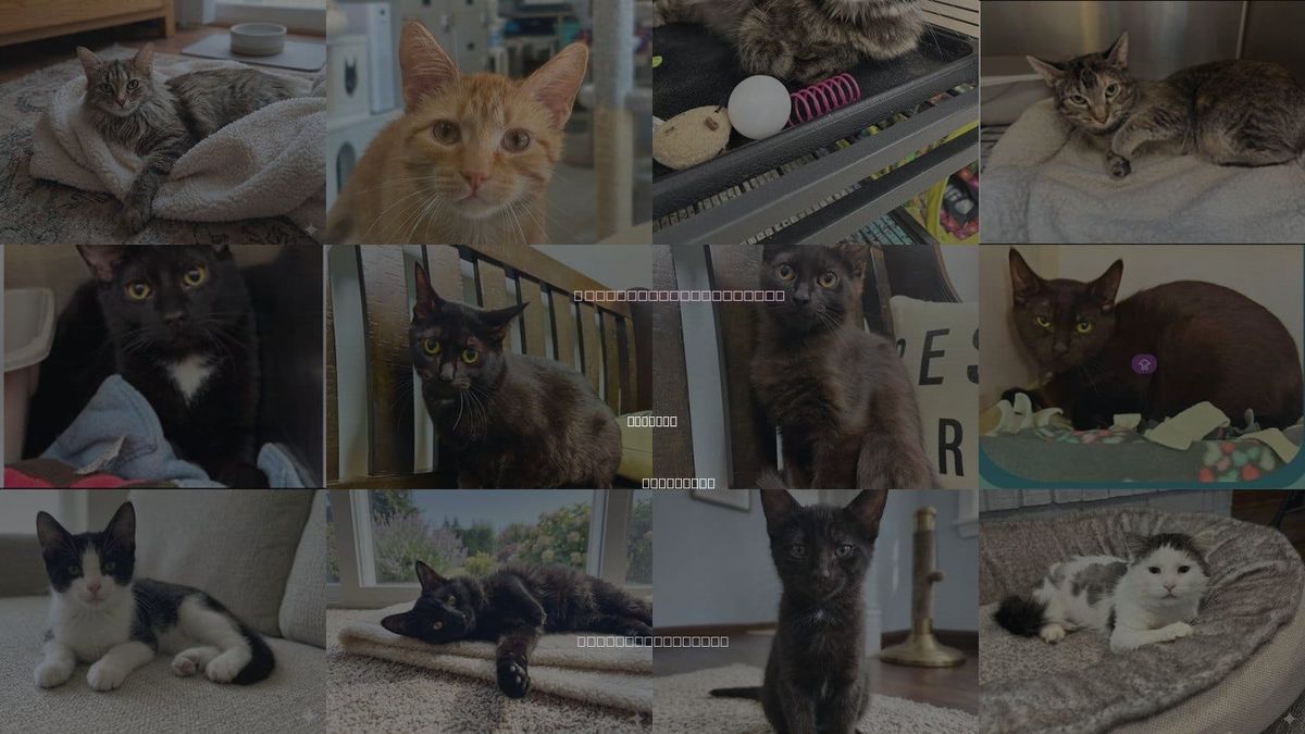Cats for Adoption in Andover, Minnesota
