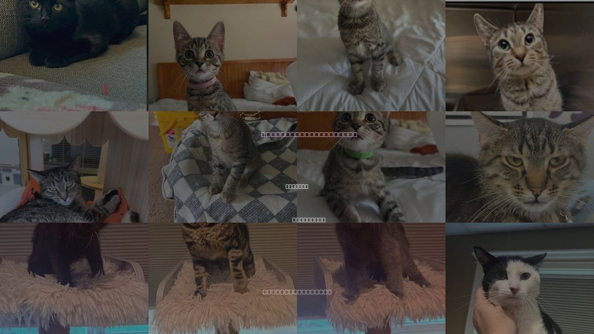 Cats for Adoption in Andover, Minnesota