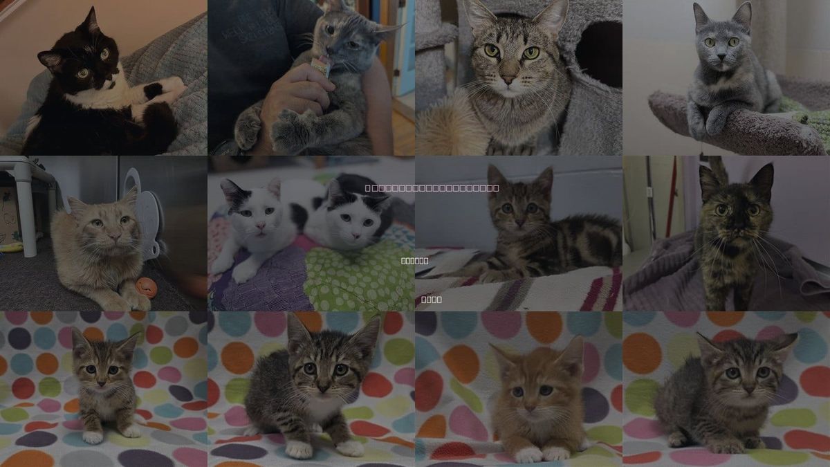 Cats for Adoption in Ankeny, Iowa