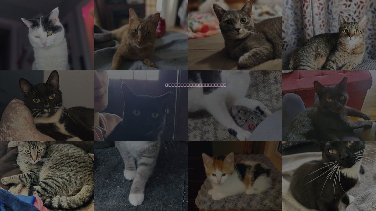 Cats for Adoption in Ann Arbor, Michigan