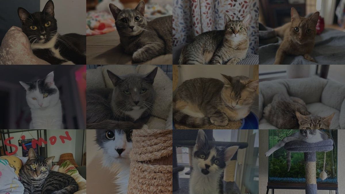 Cats for Adoption in Ann Arbor, Michigan