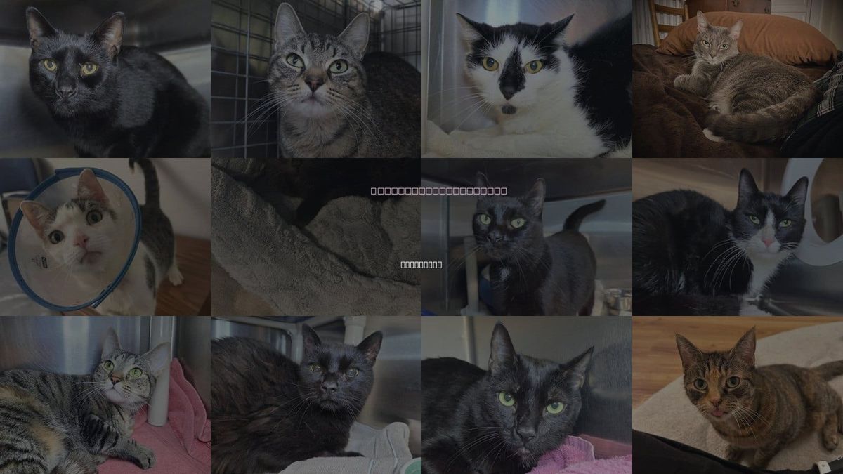 Cats for Adoption in Annapolis, Maryland