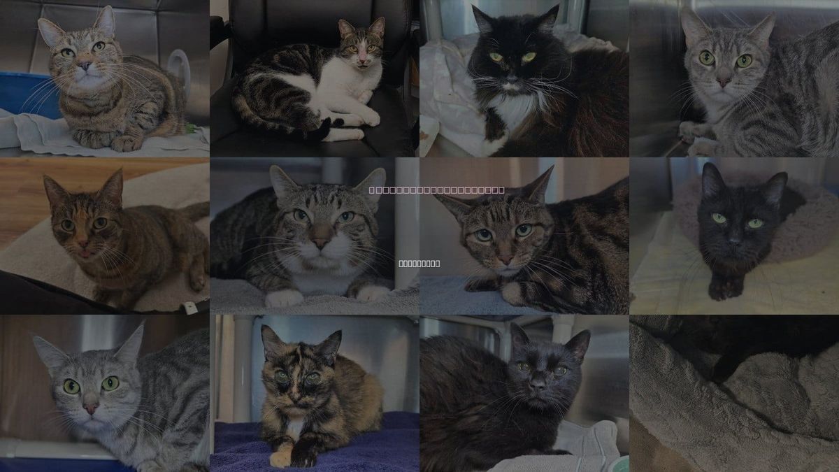 Cats for Adoption in Annapolis, Maryland